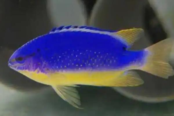 蓝魔鬼鱼好养吗，饲养难度较大