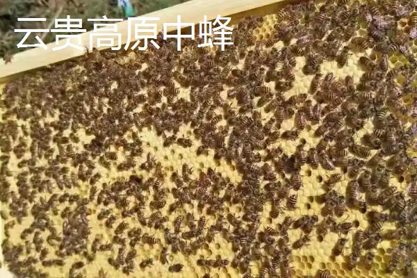 中华蜜蜂的养殖技术，可引进优良蜂种