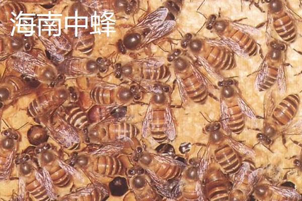 中华蜜蜂的养殖技术，可引进优良蜂种