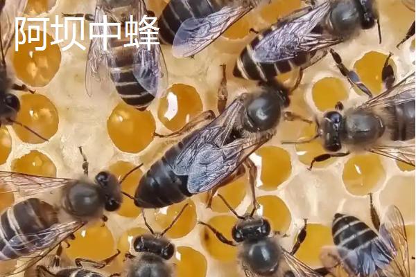 中华蜜蜂的养殖技术，可引进优良蜂种