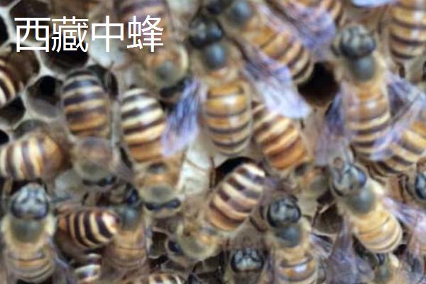 中华蜜蜂的养殖技术，可引进优良蜂种