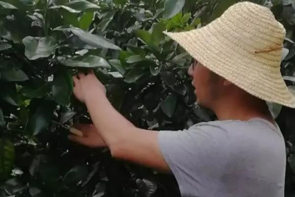 沙田柚的高产栽培方法，剪除长势强、过密过长的外部枝条可提高开花结果率