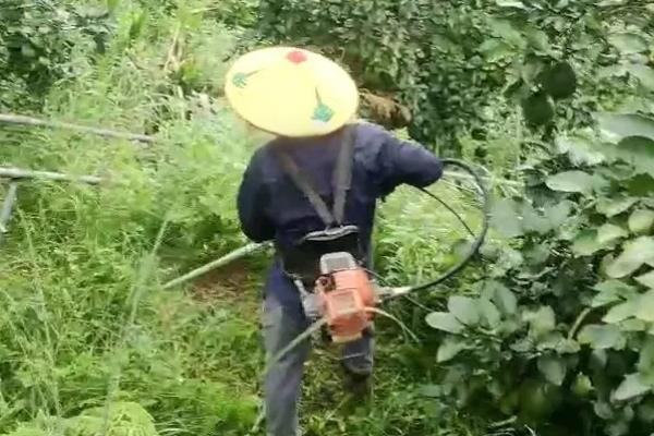 沙田柚的高产栽培方法，剪除长势强、过密过长的外部枝条可提高开花结果率