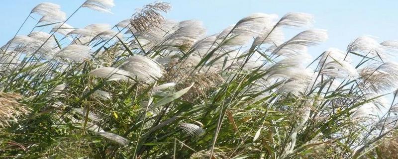 荻花是哪种花，荻花是荻的花