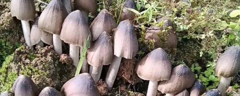 鸡纵菌能不能种植，适合在9-10月份栽培
