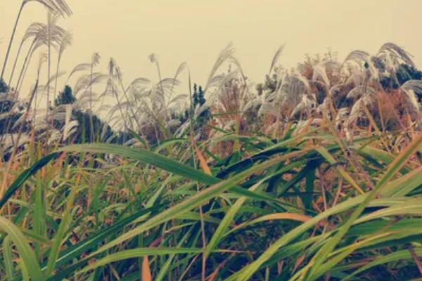 荻花是哪种花，荻花是荻的花