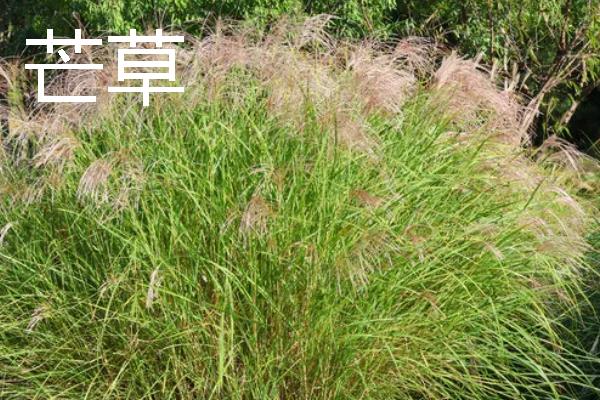荻花是哪种花，荻花是荻的花