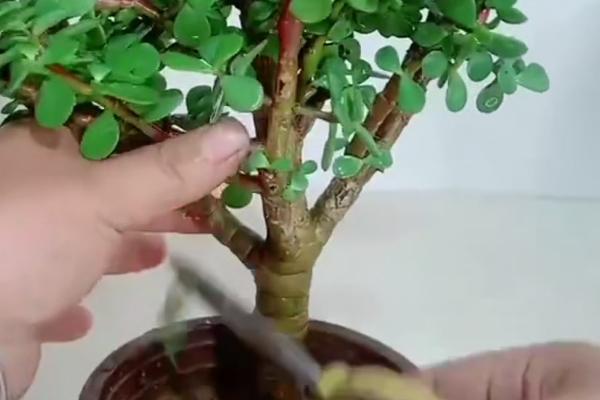 夏天让锦晃星服盆的方法，上盆1-2天后要浇透服盆水
