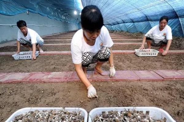 鸡纵菌能不能种植，适合在9-10月份栽培