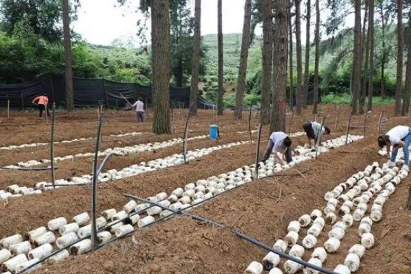 鸡纵菌能不能种植，适合在9-10月份栽培