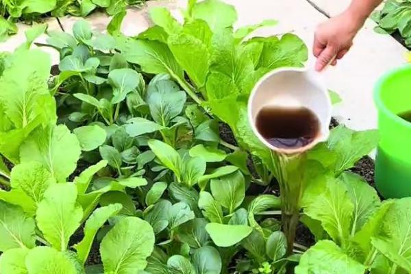 常用肥料的施用技巧，磷肥作种肥时可采取沟施或穴施