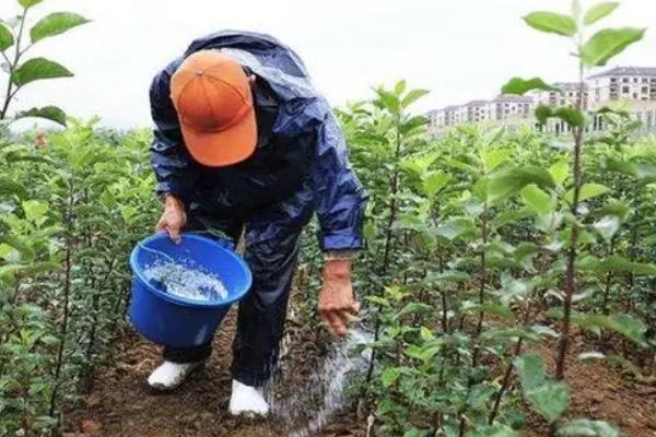 常用肥料的施用技巧，磷肥作种肥时可采取沟施或穴施
