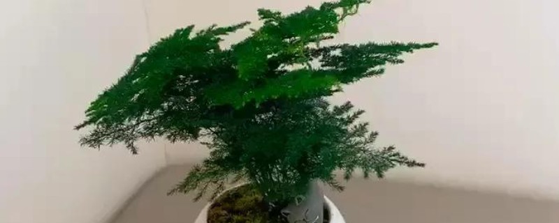 文竹浇白糖水好不好，文竹最好不要浇白糖水