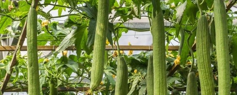 怎么种植丝瓜，结果后期需补肥3-4次