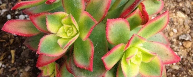 多肉清盛锦如何养殖，夏季养殖温度要保持在15-25℃