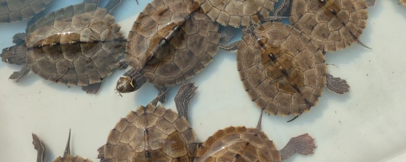 乌龟死亡的状态，会停止活动