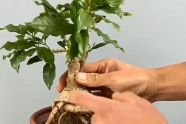 桂花的换盆注意事项，建议在3-4月份进行