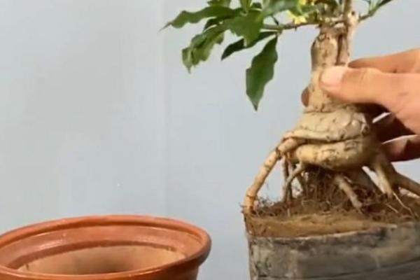 桂花的换盆注意事项，建议在3-4月份进行