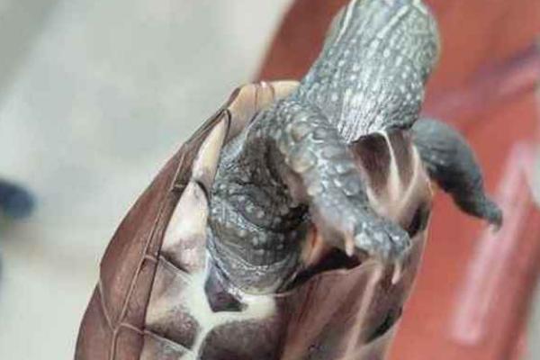 乌龟死亡的状态，会停止活动