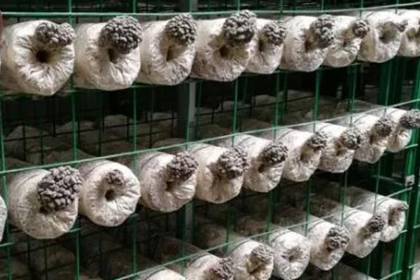 哪些平菇适合在秋冬季节接种，适合的有皖优5号、皖优6号等