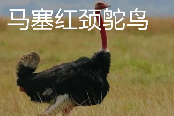 鸵鸟的种类，分为红颈鸵鸟、蓝颈鸵鸟等品种