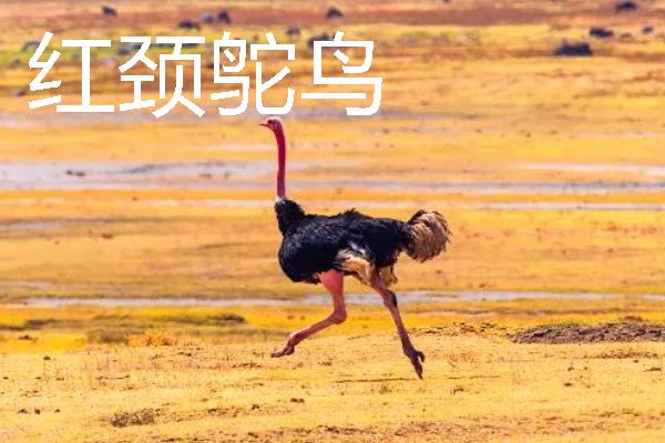 鸵鸟的种类，分为红颈鸵鸟、蓝颈鸵鸟等品种