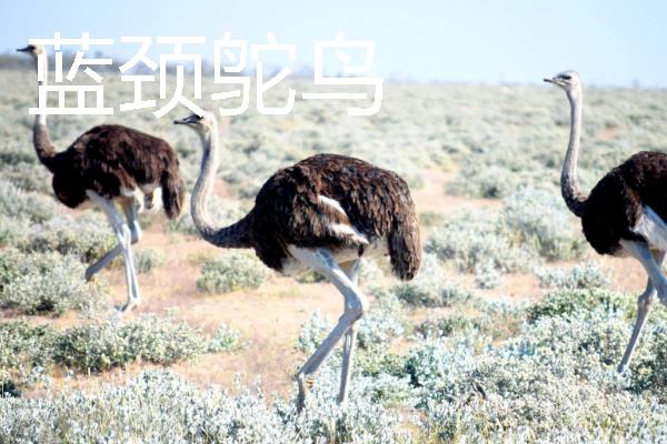 鸵鸟的种类，分为红颈鸵鸟、蓝颈鸵鸟等品种