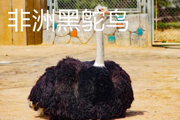 鸵鸟的种类，分为红颈鸵鸟、蓝颈鸵鸟等品种