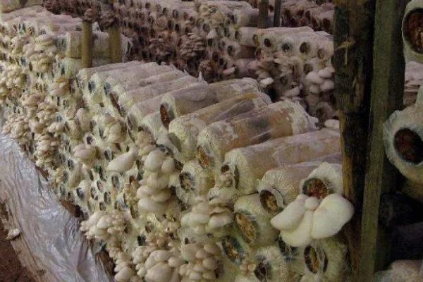 哪些平菇适合在秋冬季节接种，适合的有皖优5号、皖优6号等