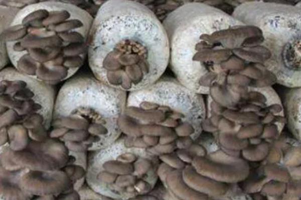 哪些平菇适合在秋冬季节接种，适合的有皖优5号、皖优6号等