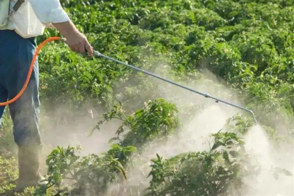 生产无公害茶叶适合用哪些农药，以下11种药物可根据需求去选择