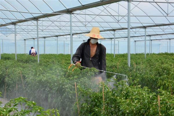 生产无公害茶叶适合用哪些农药，以下11种药物可根据需求去选择