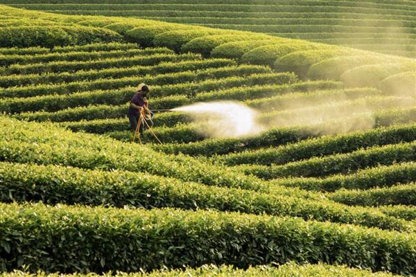 生产无公害茶叶适合用哪些农药，以下11种药物可根据需求去选择