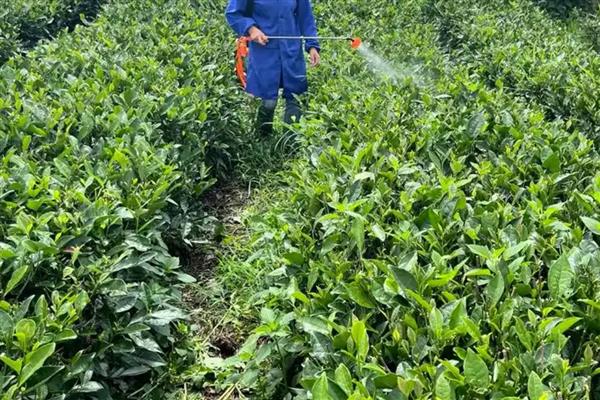 生产无公害茶叶适合用哪些农药，以下11种药物可根据需求去选择