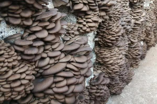 哪些平菇适合在秋冬季节接种，适合的有皖优5号、皖优6号等