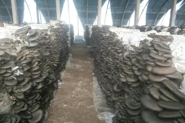 哪些平菇适合在秋冬季节接种，适合的有皖优5号、皖优6号等