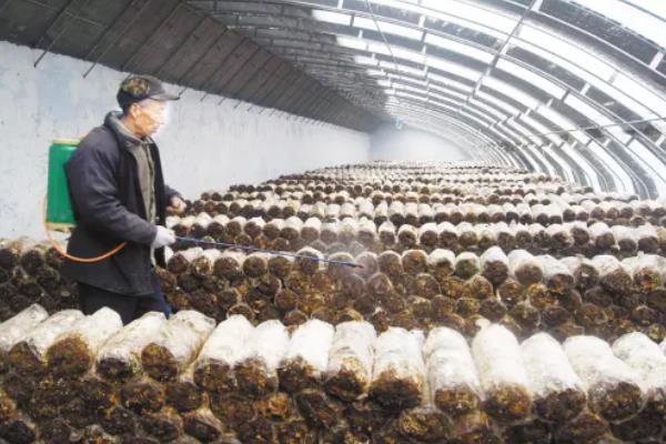 哪些平菇适合在秋冬季节接种，适合的有皖优5号、皖优6号等