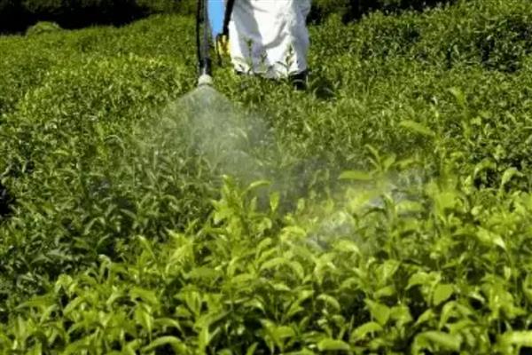 生产无公害茶叶适合用哪些农药，以下11种药物可根据需求去选择