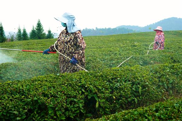 生产无公害茶叶适合用哪些农药，以下11种药物可根据需求去选择