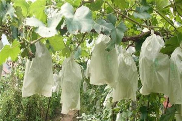 葡萄的套袋时间，坐果后经过15-20天便可进行