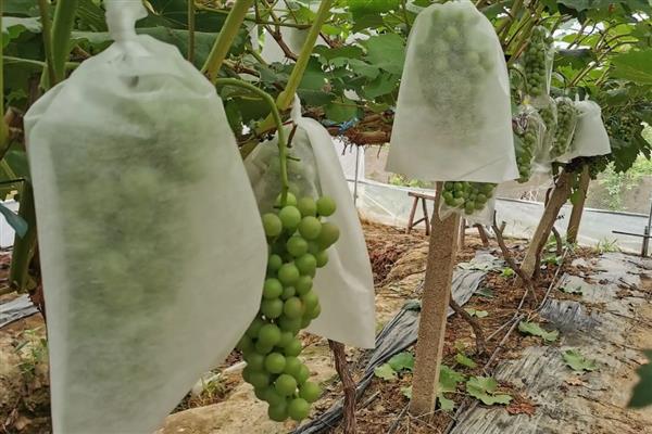 葡萄的套袋时间，坐果后经过15-20天便可进行