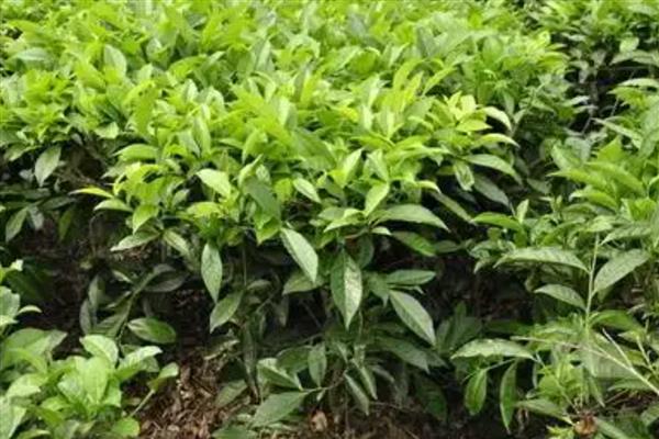 生产无公害茶叶适合用哪些农药，以下11种药物可根据需求去选择