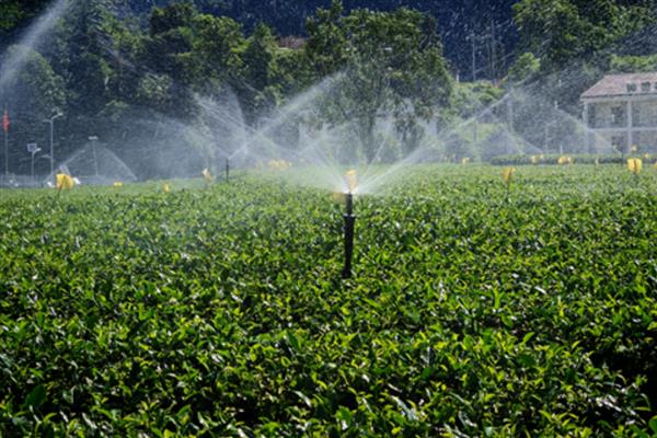 生产无公害茶叶适合用哪些农药，以下11种药物可根据需求去选择