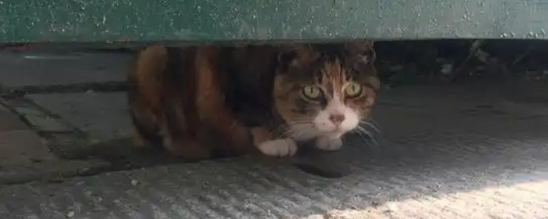 猫吃塑料袋是不是异食癖，除了异食癖还有很多因素也会导致它乱吃东西