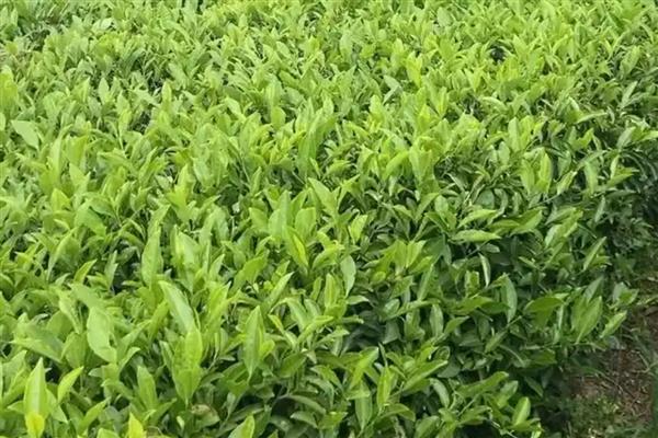 生产无公害茶叶适合用哪些农药，以下11种药物可根据需求去选择