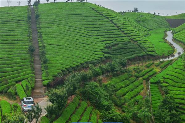 生产无公害茶叶适合用哪些农药，以下11种药物可根据需求去选择