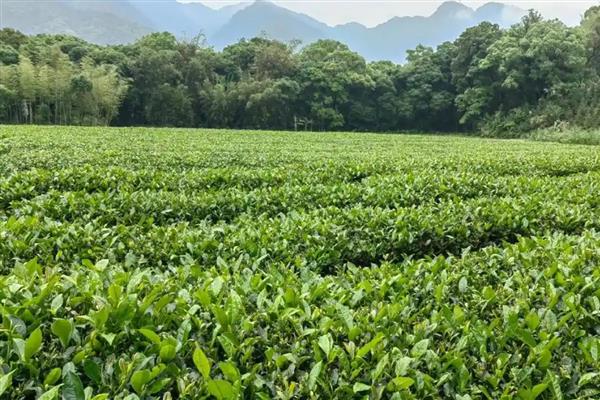 生产无公害茶叶适合用哪些农药，以下11种药物可根据需求去选择