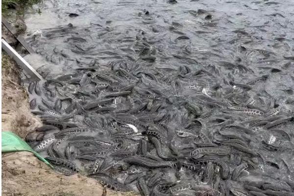 养殖黑鱼要注意什么，水深保持在1.5-2米
