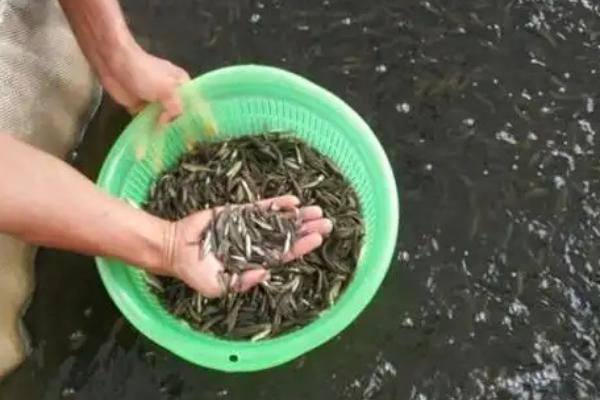 养殖黑鱼要注意什么，水深保持在1.5-2米