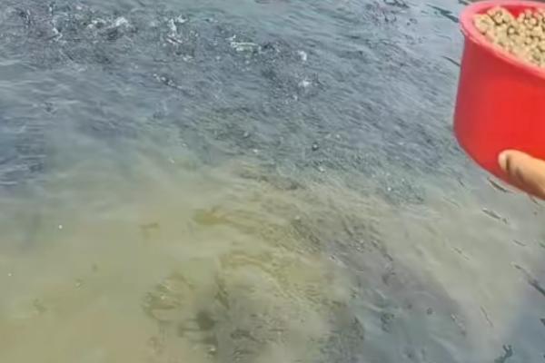 养殖黑鱼要注意什么，水深保持在1.5-2米